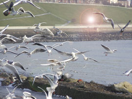 Sea birds